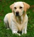 labrador-retriever-yellow.jpg